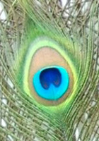 Avatar de Usuario